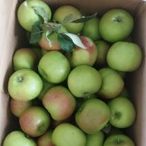 陕西咸阳早熟青苹果大量供应中产地直发品质对接全国市场
