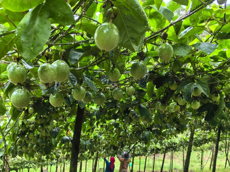 黄金百香果钦蜜9号大量上市