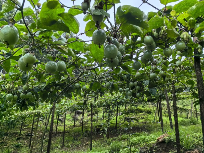 黄金百香果钦蜜9号大量上市