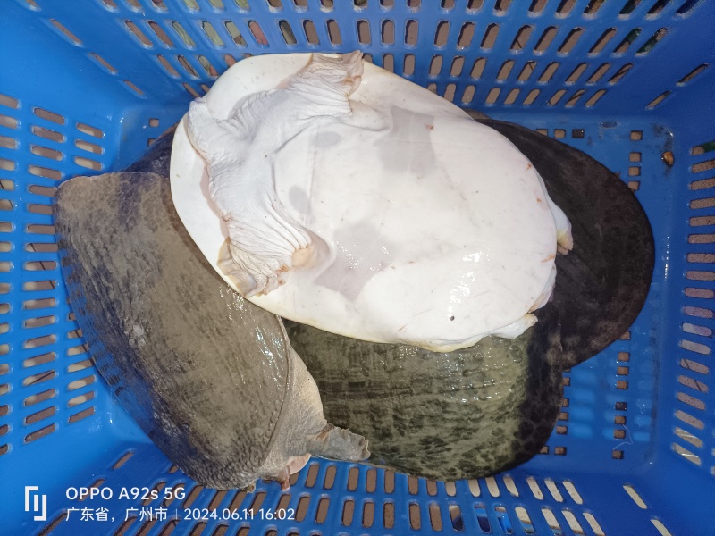 新鲜珍珠鳖大甲鱼，源头批发，货源充足！餐桌上的美食，适合