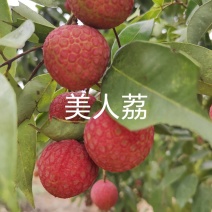 桂味荔枝农户一手货源批发零售可以视频实地考察