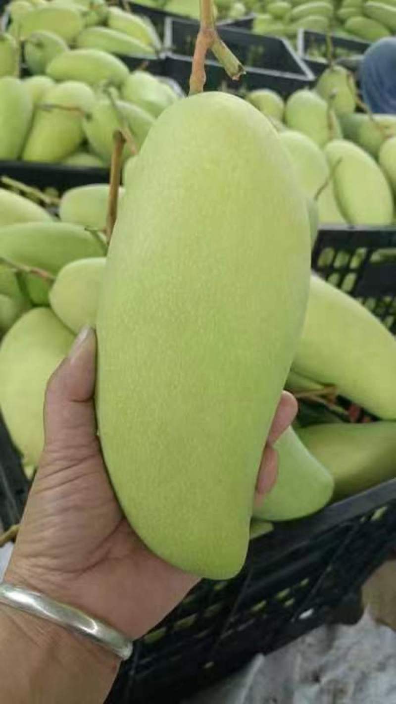 青芒