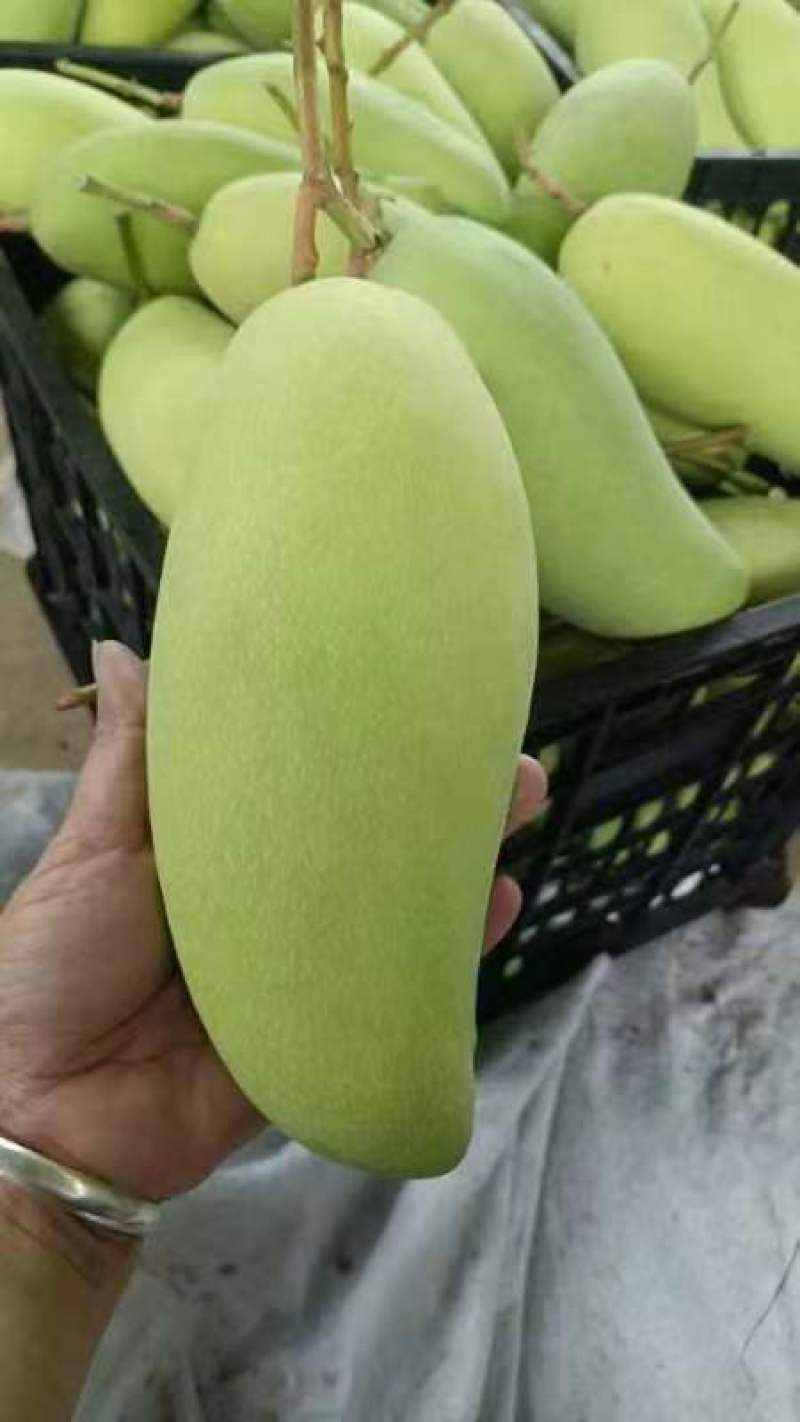 青芒