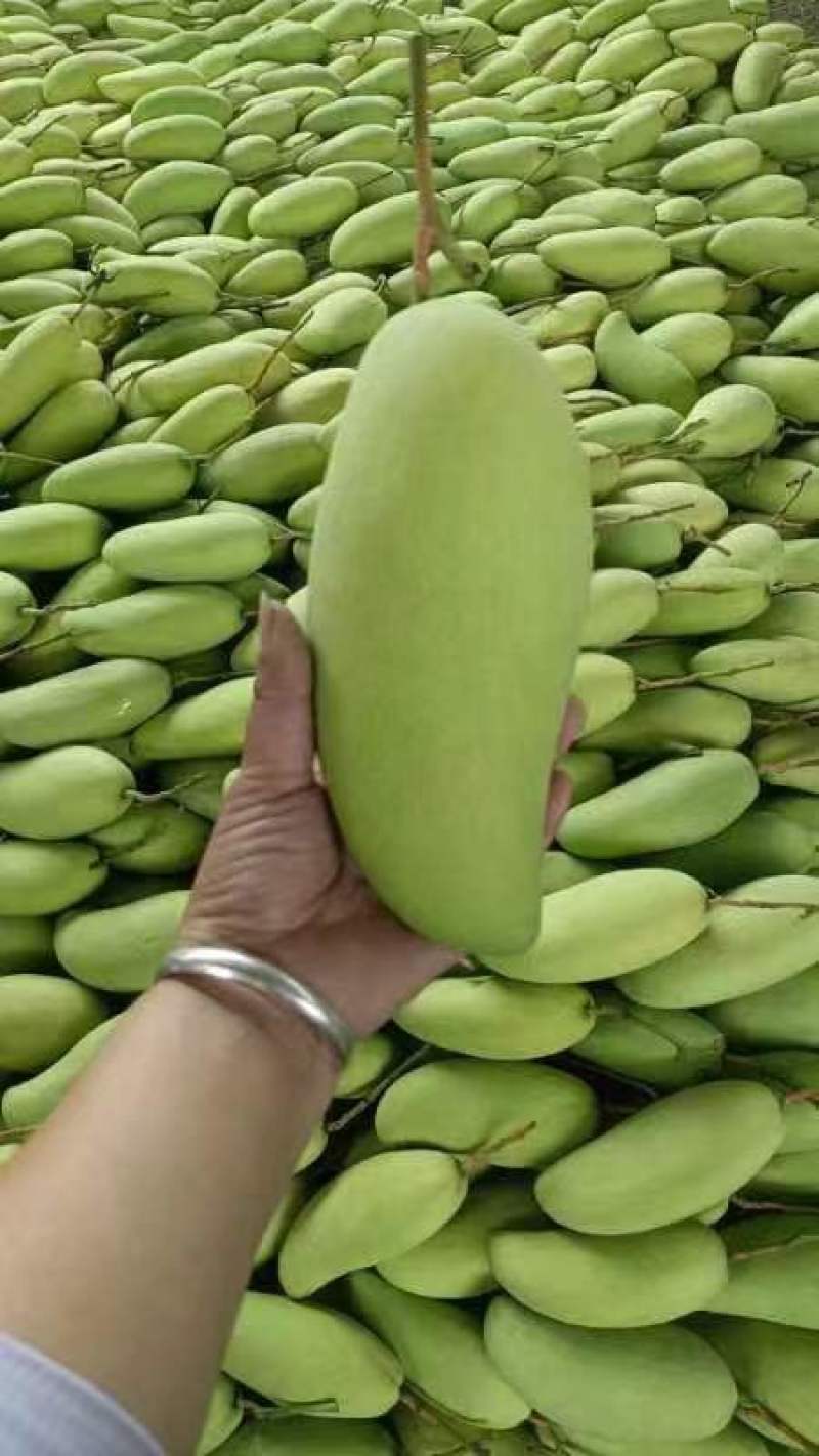 青芒