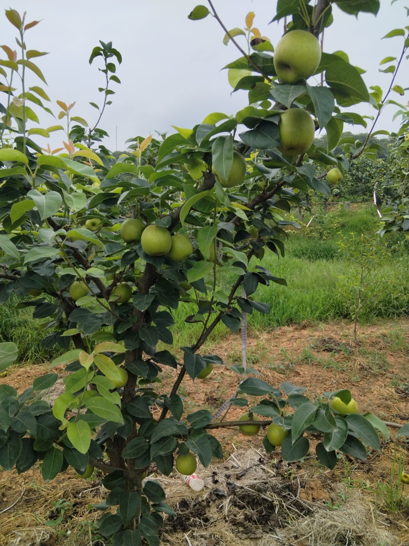 翠冠梨大量出货中，梨的口感好，汁多，又化渣