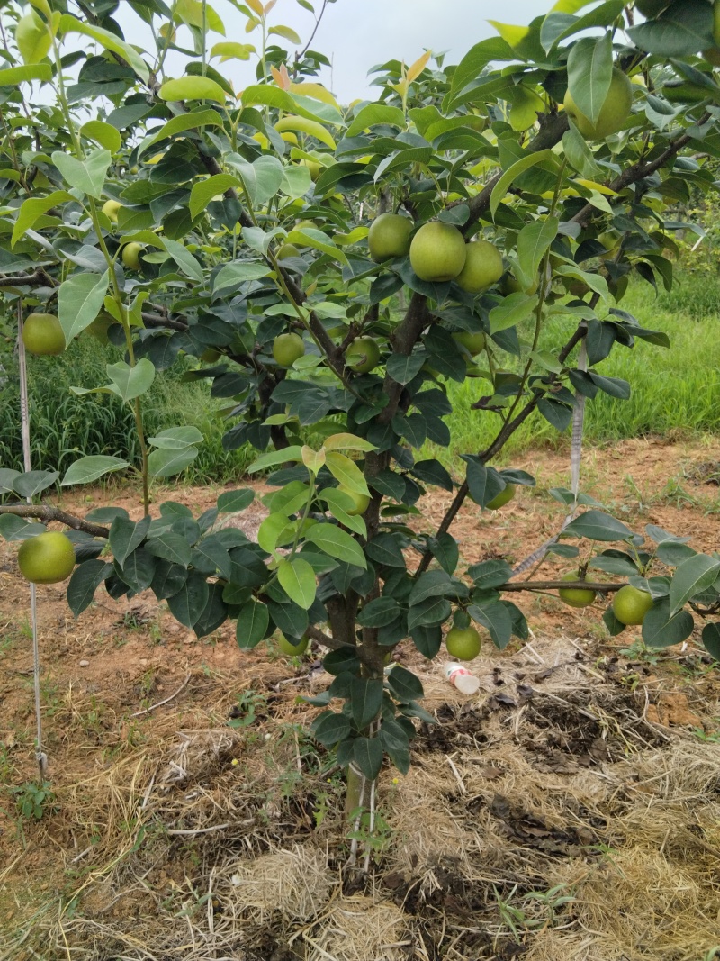 翠冠梨大量出货中，梨的口感好，汁多，又化渣