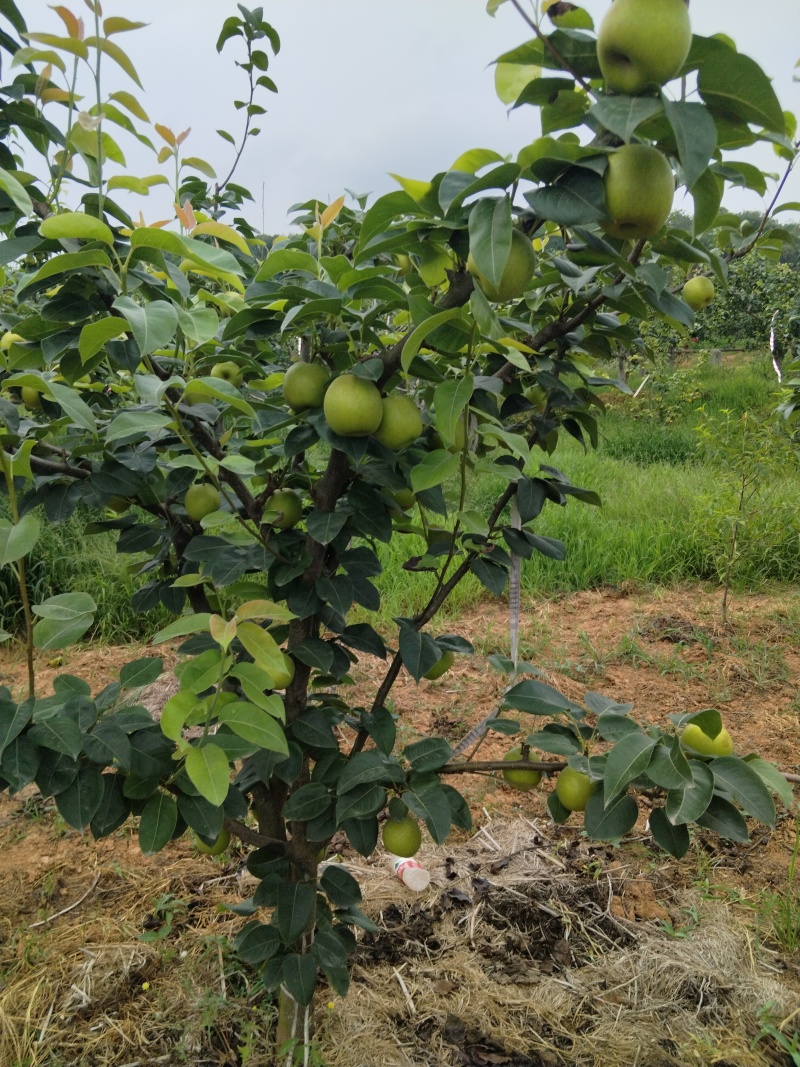 翠冠梨大量出货中，梨的口感好，汁多，又化渣