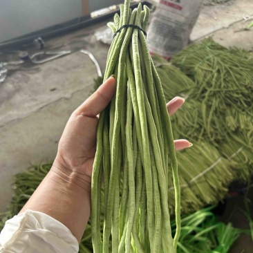 青豆角虹豆新鲜现摘现发