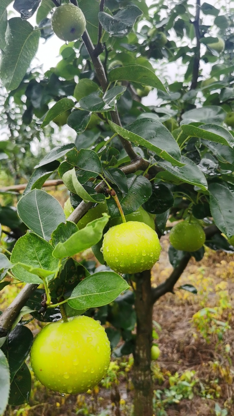 江苏南京翠玉苹果梨现摘现发量大从优全国发货可视频看货