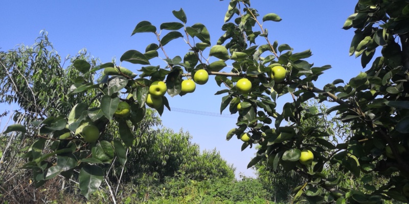 江苏南京翠玉苹果梨现摘现发量大从优全国发货可视频看货