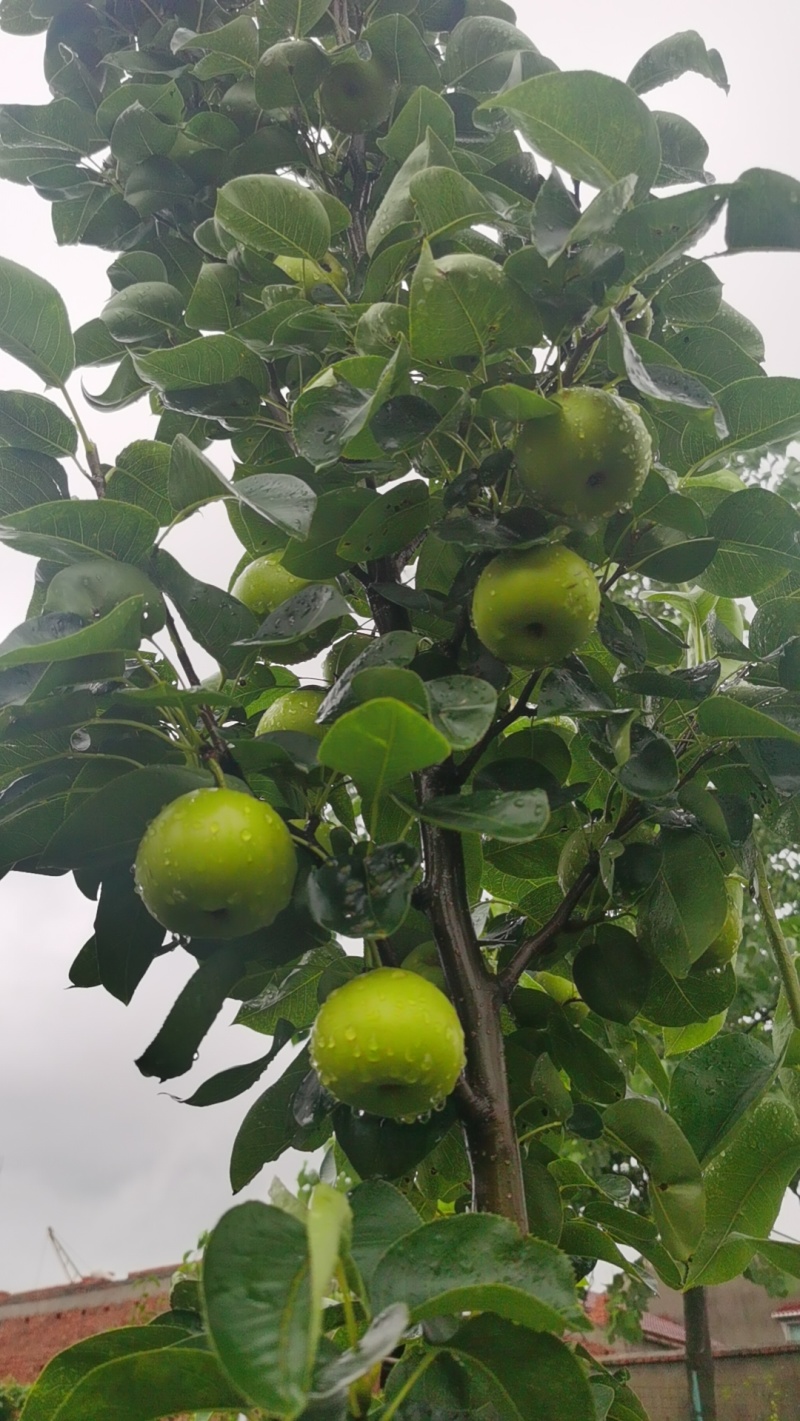 江苏南京翠玉苹果梨现摘现发量大从优全国发货可视频看货