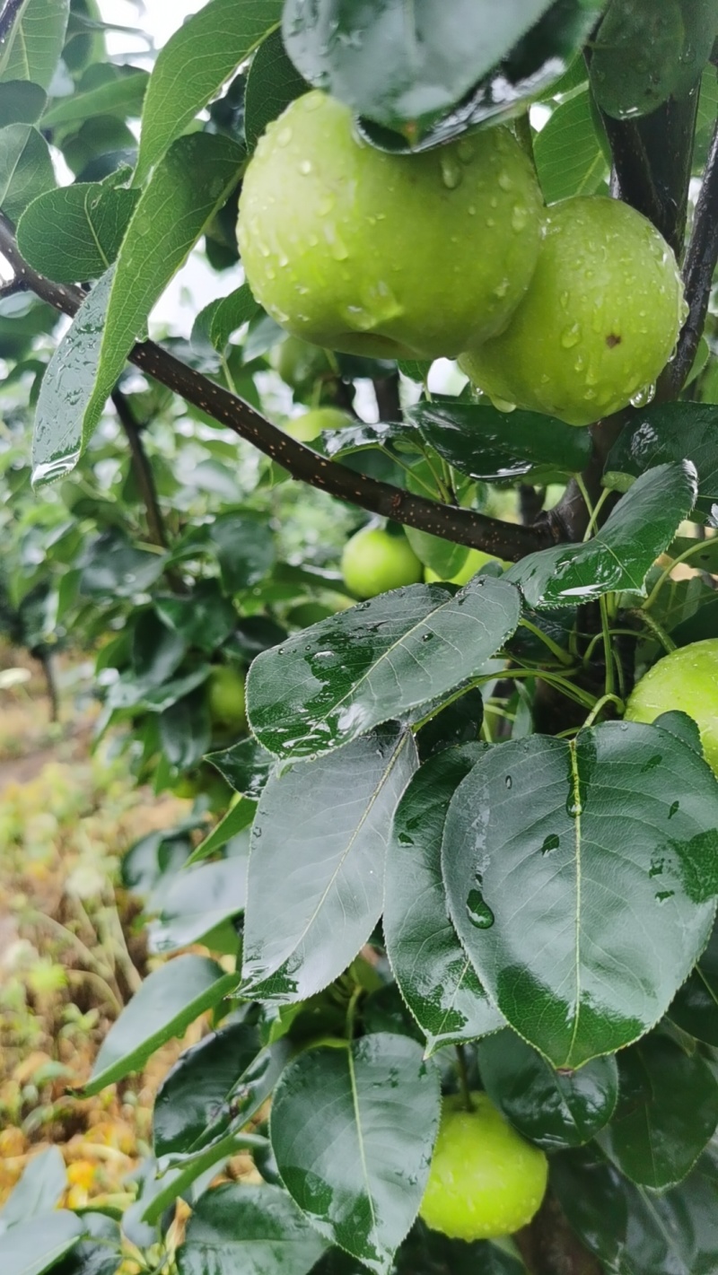 江苏南京翠玉苹果梨现摘现发量大从优全国发货可视频看货