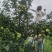 江苏南京翠玉苹果梨现摘现发量大从优全国发货可视频看货