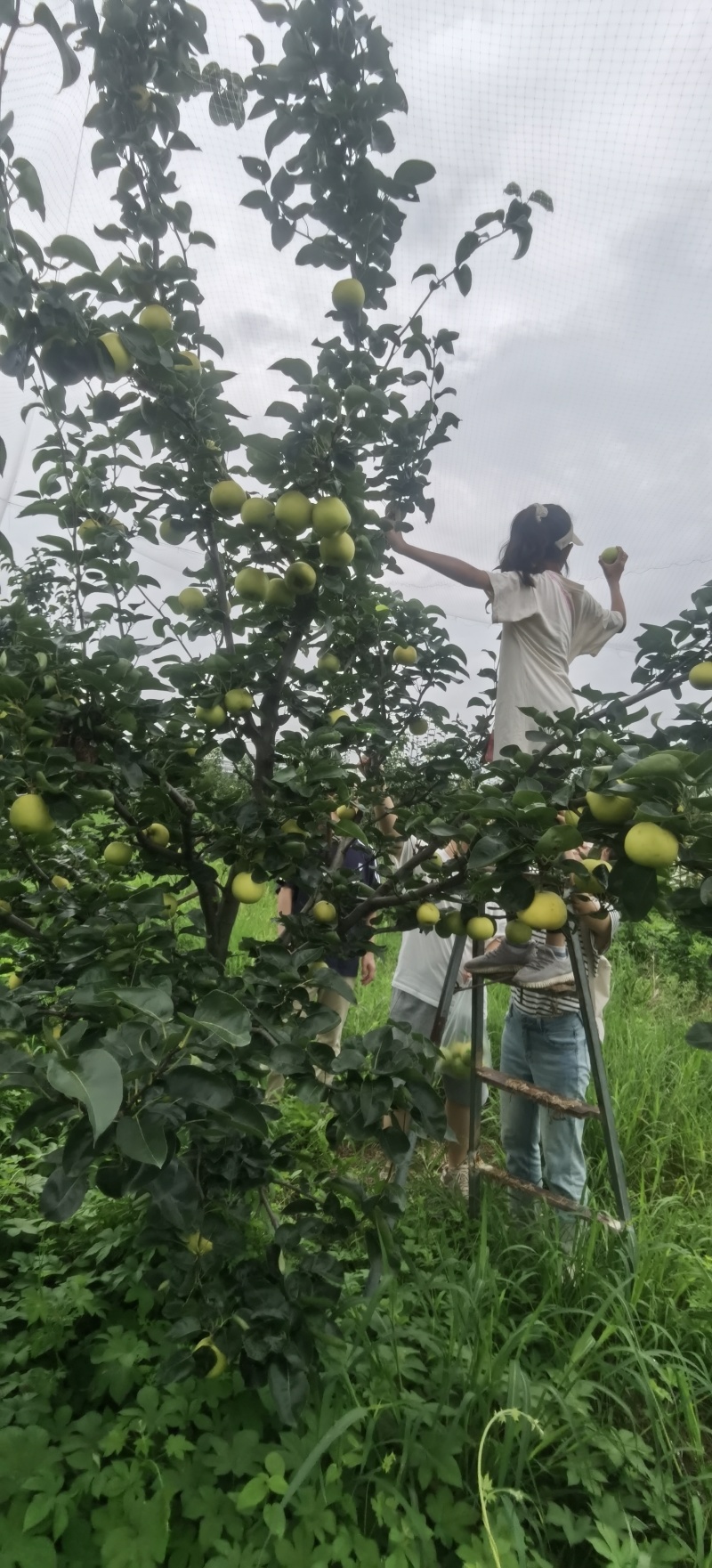 江苏南京翠玉苹果梨现摘现发量大从优全国发货可视频看货