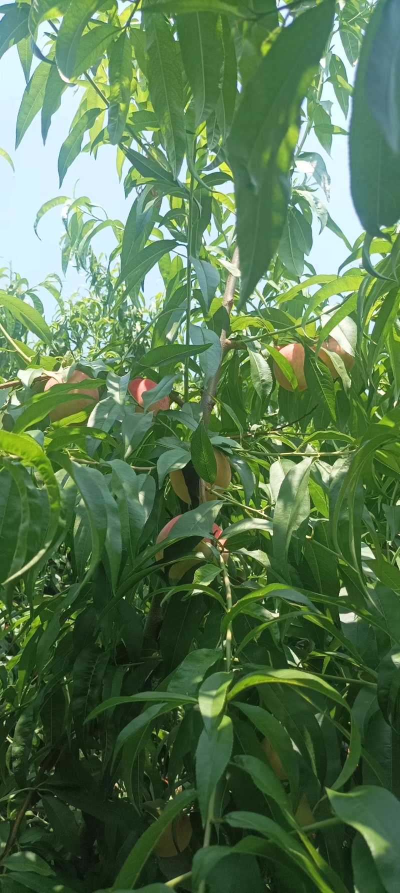 山东蒙阴县源头种植，突围桃大量上市，欢迎选购，规格全。