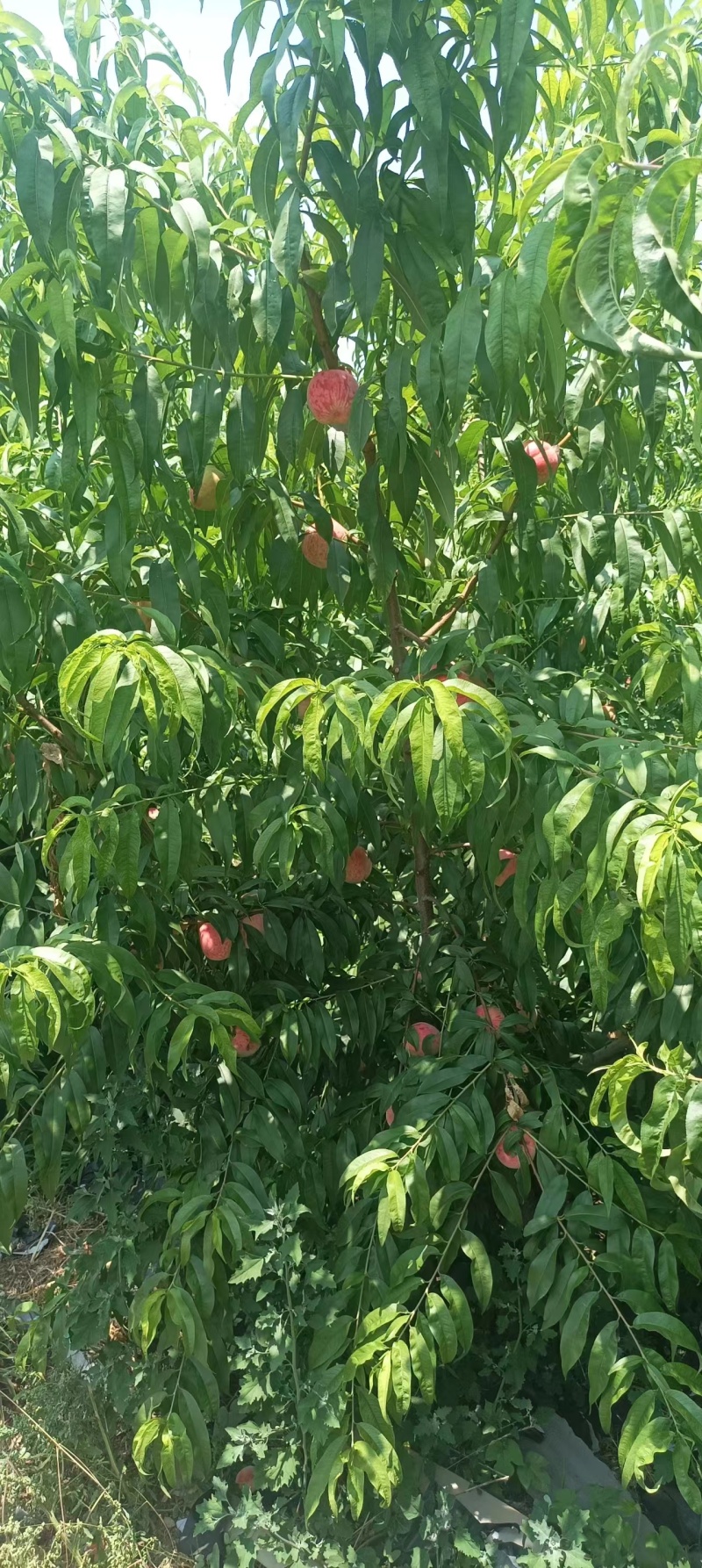 山东蒙阴县源头种植，突围桃大量上市，欢迎选购，规格全。