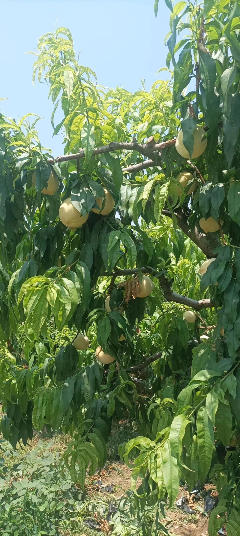 山东蒙阴县源头种植，突围桃大量上市，欢迎选购，规格全。