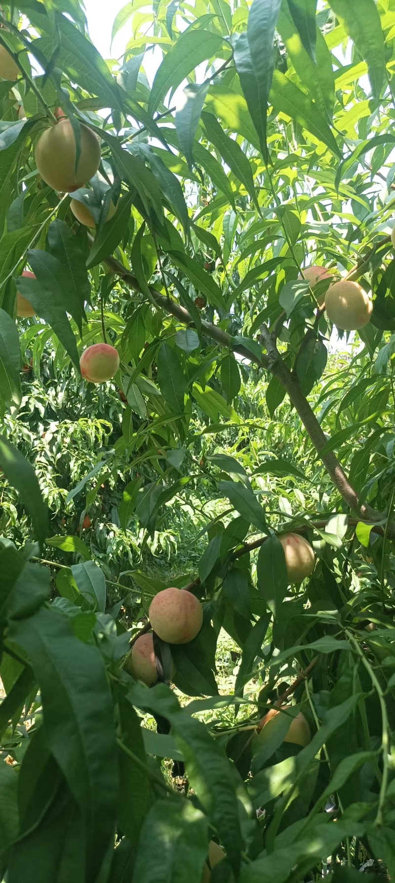 山东蒙阴县源头种植，突围桃大量上市，欢迎选购，规格全。