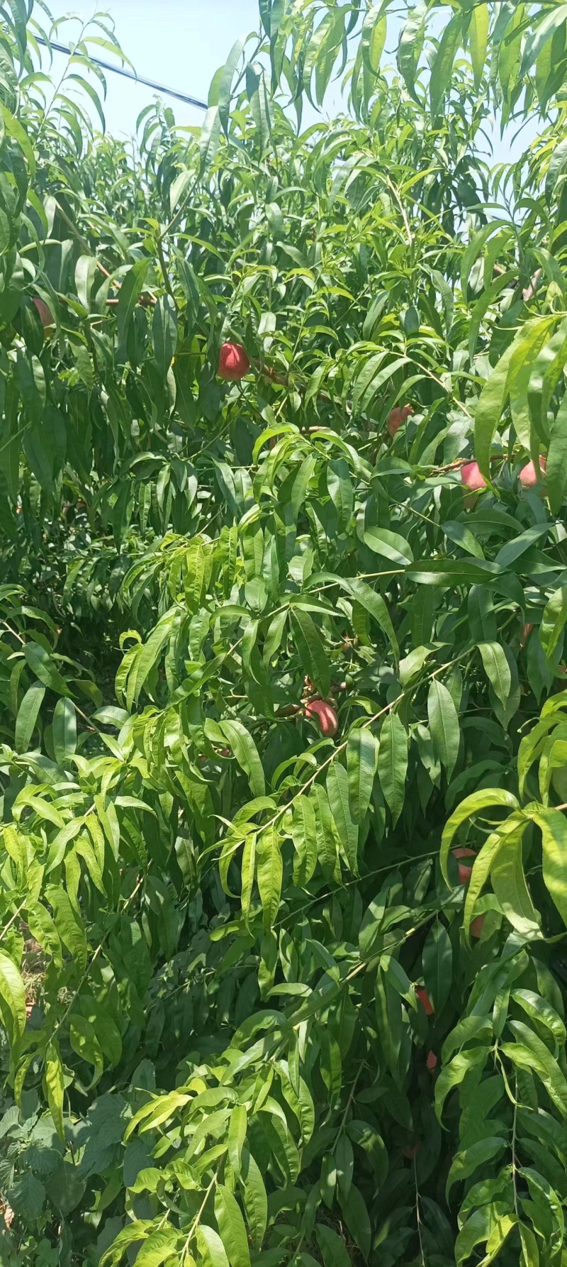 山东蒙阴县源头种植，突围桃大量上市，欢迎选购，规格全。