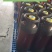鲜啤扎啤大桶20L装30L装啤酒工厂直发