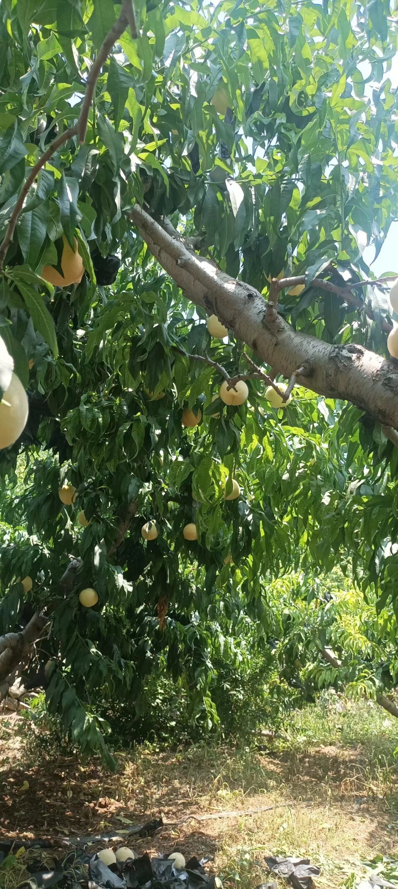 山东蒙阴县源头种植，突围桃大量上市，欢迎选购，规格全。