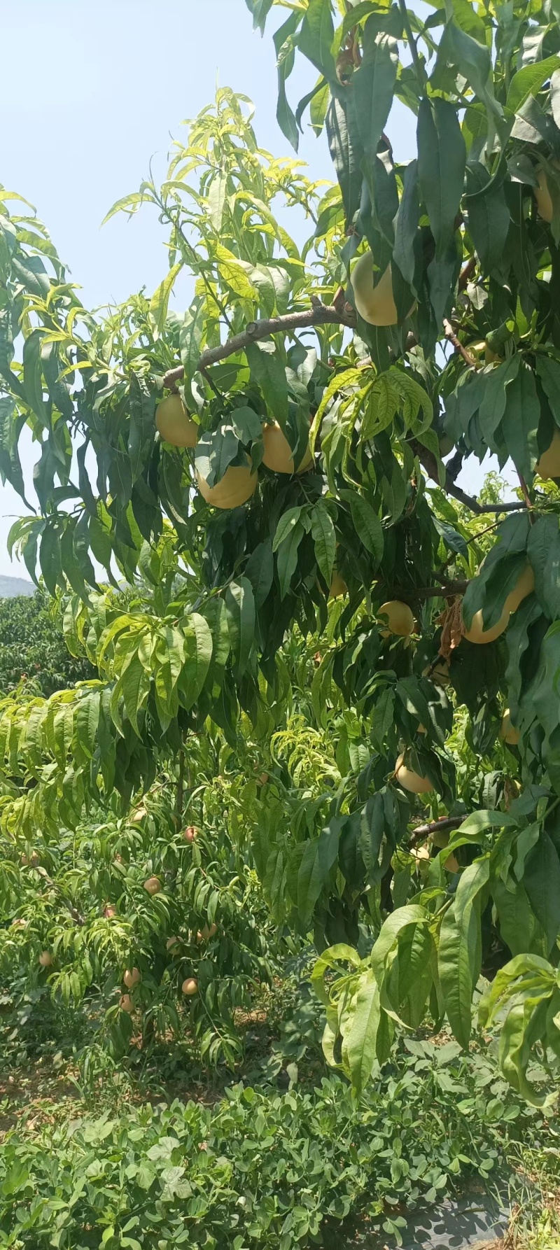 山东蒙阴县源头种植，突围桃大量上市，欢迎选购，规格全。