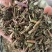 薄荷