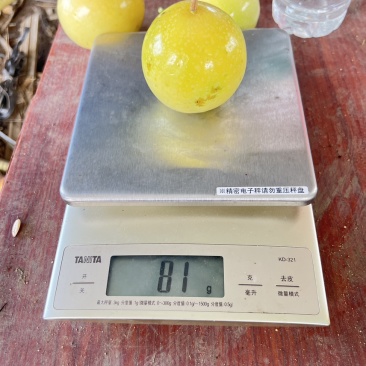 钦蜜9号