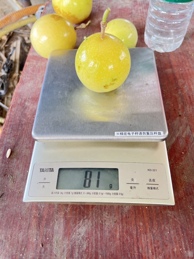钦蜜9号
