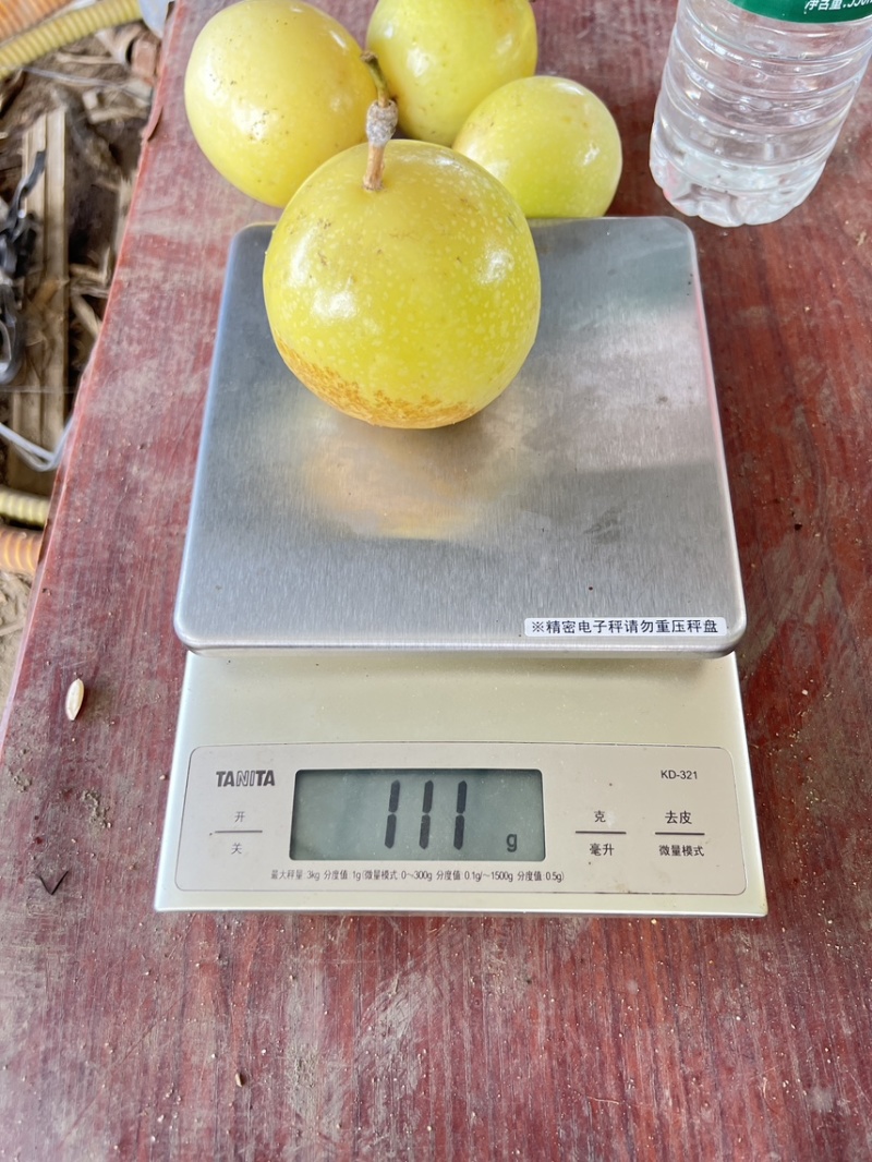 钦蜜9号
