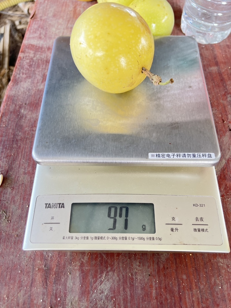 钦蜜9号