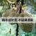 (当年结果)榴莲四季泰国金枕猫山王盆栽地栽庭院耐寒榴莲苗