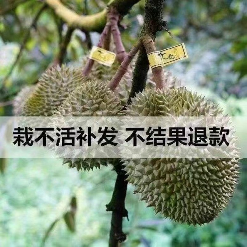 (当年结果)榴莲四季泰国金枕猫山王盆栽地栽庭院耐寒榴莲苗