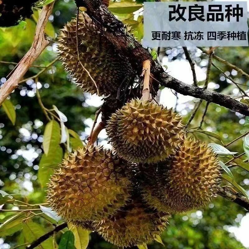(当年结果)榴莲四季泰国金枕猫山王盆栽地栽庭院耐寒榴莲苗
