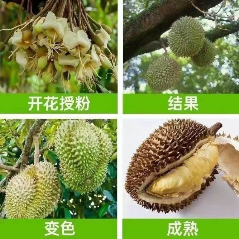 (当年结果)榴莲四季泰国金枕猫山王盆栽地栽庭院耐寒榴莲苗