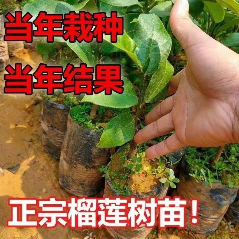 (当年结果)榴莲四季泰国金枕猫山王盆栽地栽庭院耐寒榴莲苗