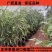 (当年结果)榴莲四季泰国金枕猫山王盆栽地栽庭院耐寒榴莲苗