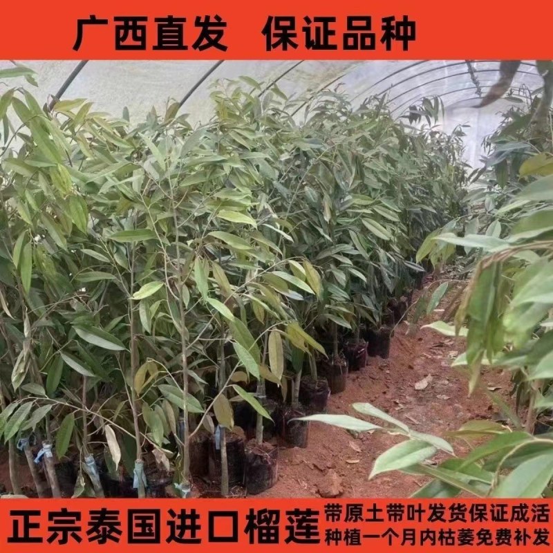 (当年结果)榴莲四季泰国金枕猫山王盆栽地栽庭院耐寒榴莲苗