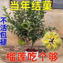 (当年结果)榴莲四季泰国金枕猫山王盆栽地栽庭院耐寒榴莲苗
