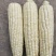 白糯玉米，软糯香甜，颗粒雪白无杂粒，米粒封顶，老嫩程度刚