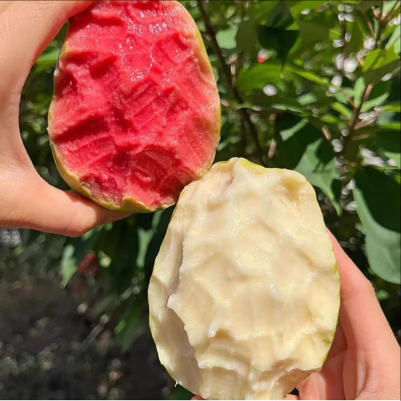 广东广西番石榴（芭乐）红心白心货源稳定，常年供应，可一件