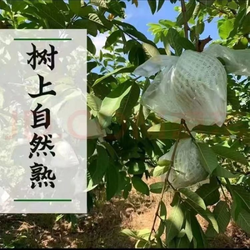 广东广西番石榴（芭乐）红心白心货源稳定，常年供应，可一件