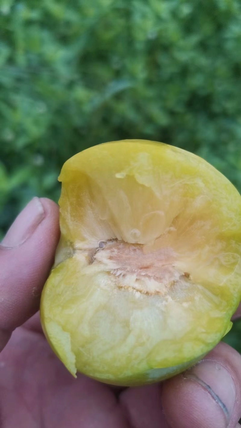 蜂糖李