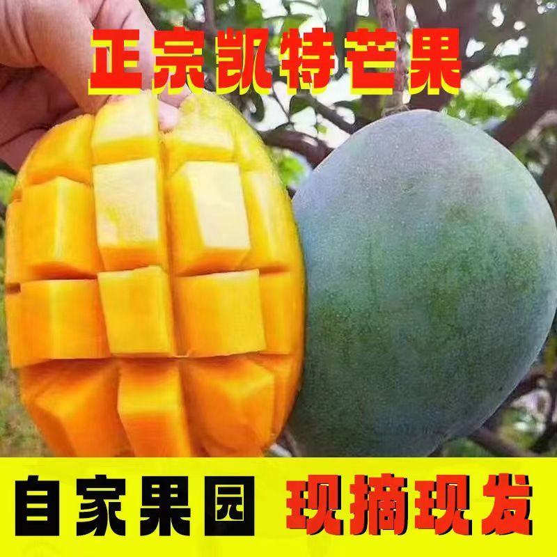 芒果凯特四川攀枝花大芒果超甜特大号新鲜水果批发9斤装整