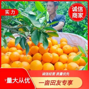 夏橙水分充足，，果面干净，电商，社团等量大优惠果园看货订