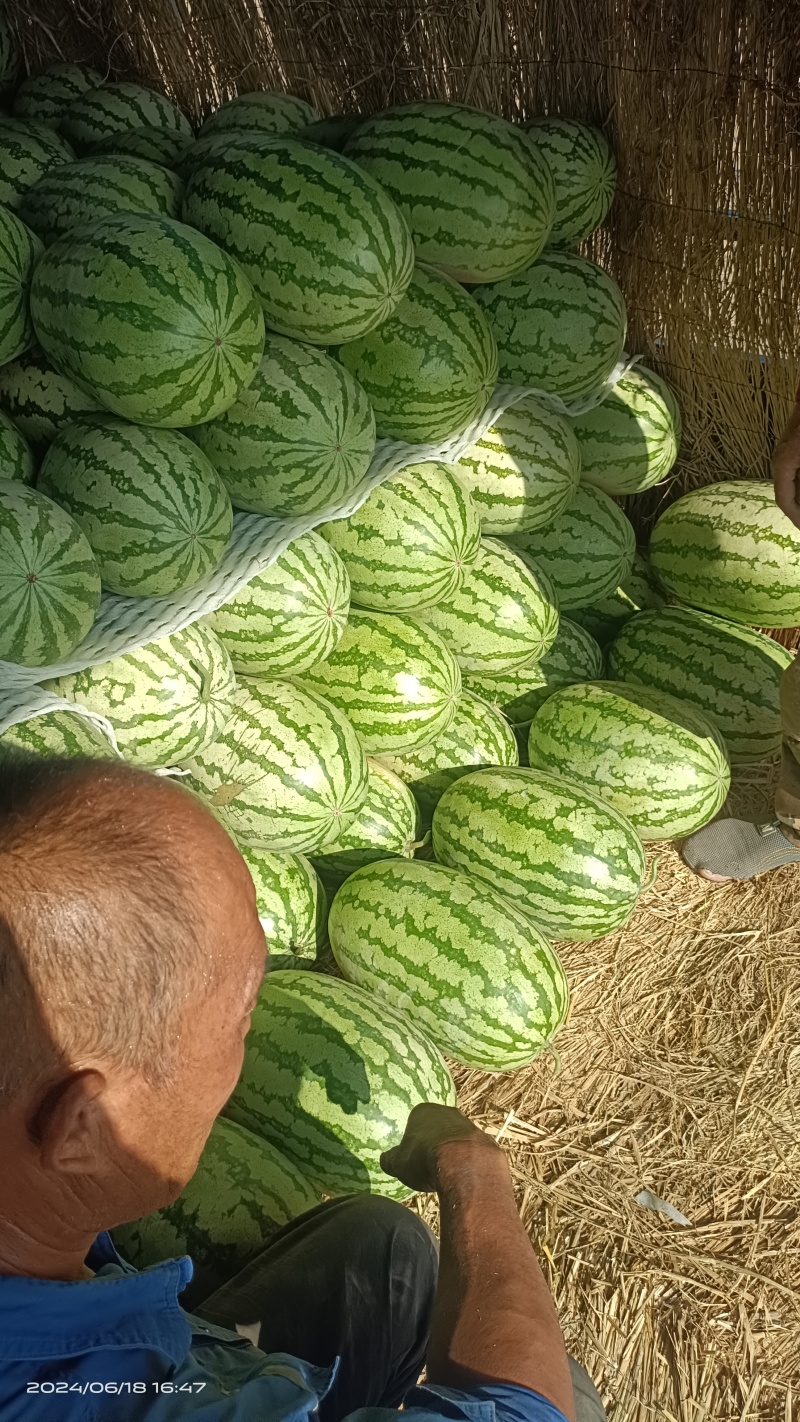 万荣西滩金花六号已大量上市，价格便宜，含糖量十三，