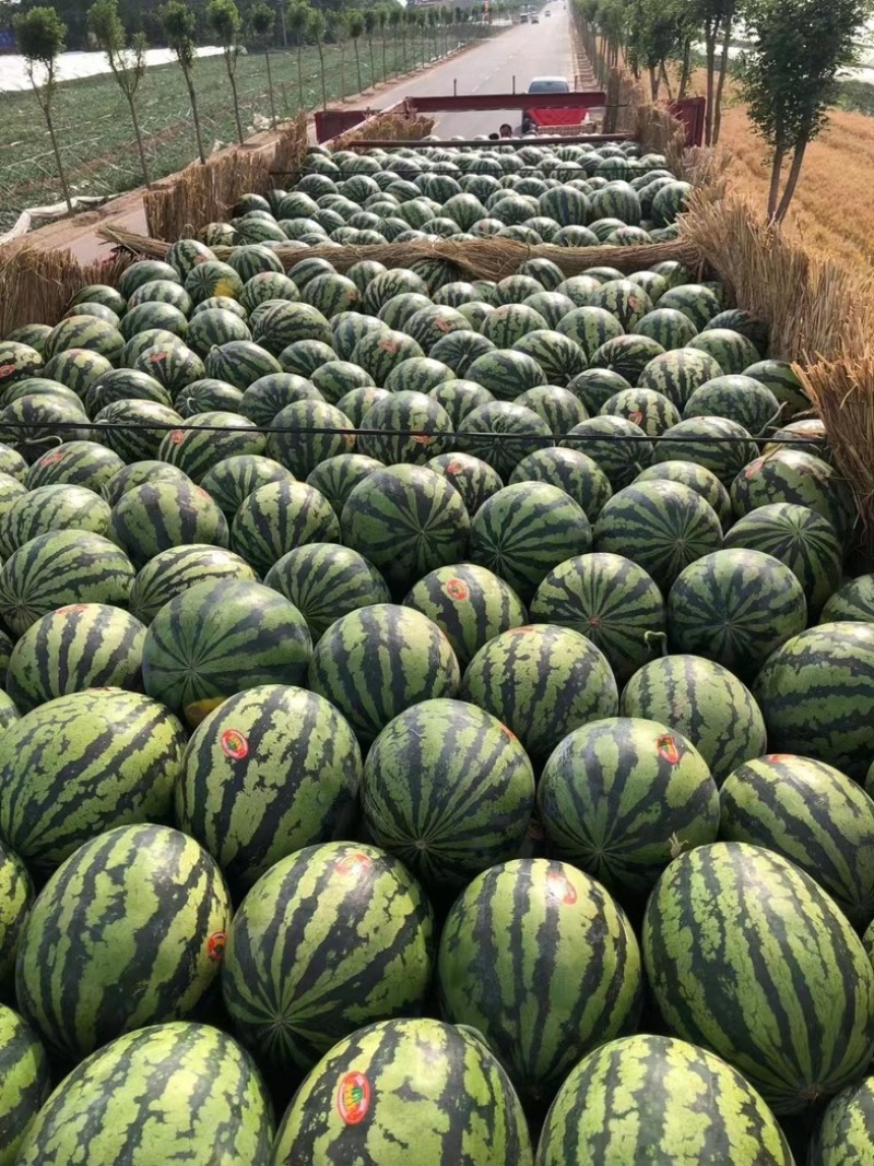 辽宁新民甜王西瓜包熟包甜，皮薄多汁，量大从优，欢迎订购