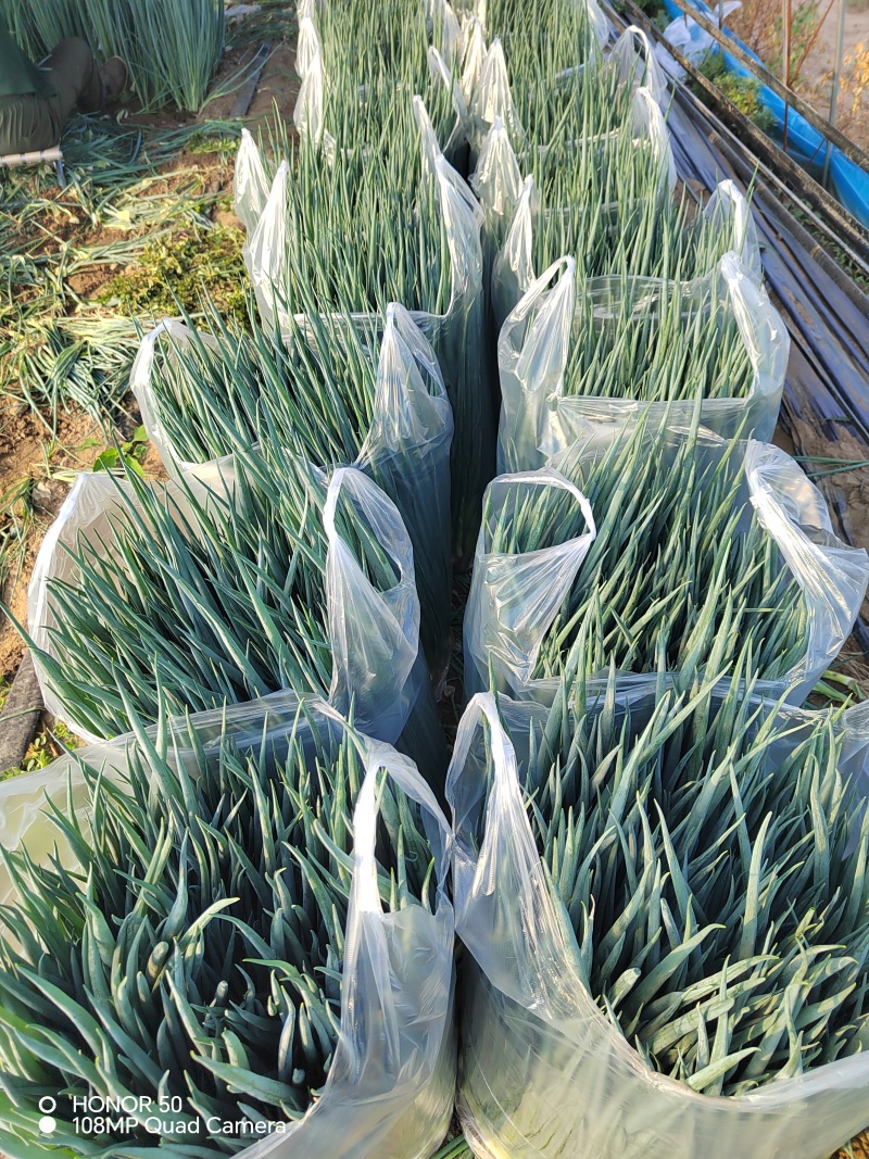 新民产地直发精品小葱保质保量货源充足欢迎订购
