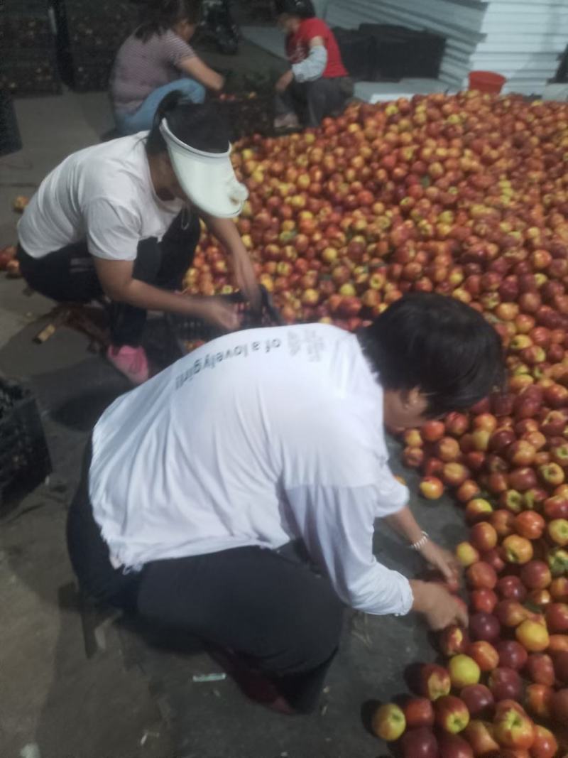 露天油桃大量上市！价格便宜