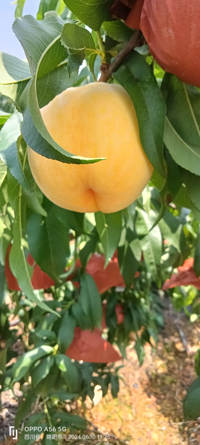 （桃）黄桃蟠桃水蜜桃，基地直供，超市果，水果连锁供应